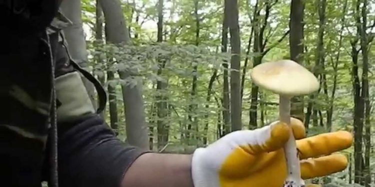 Köygöçüren alarmı!