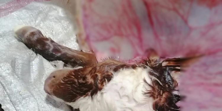 ‘Pelerinli’ buzağı