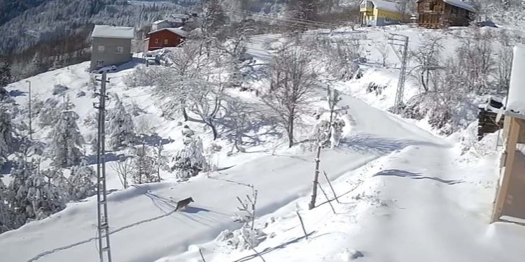 Gündüz vakti köye kurt indi