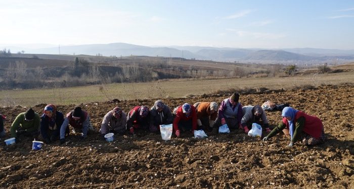 Taşköprü sarımsağı toprakla buluşuyor