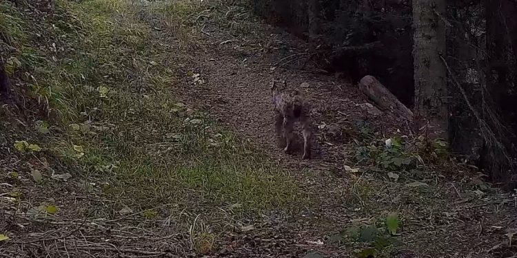 Nesli tükenme tehlikesi altındaki vaşağın görüntüsü fotokapana yansıdı