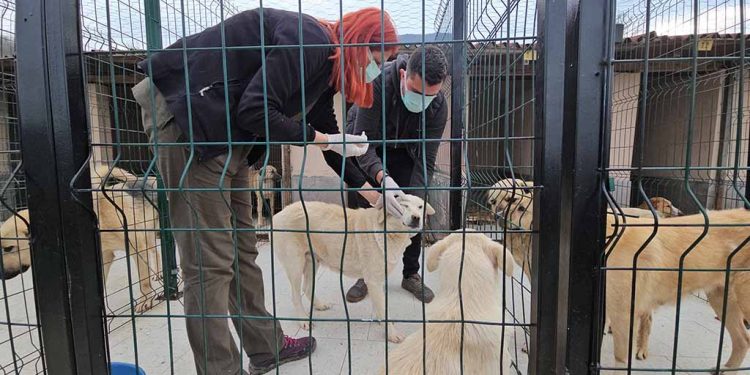 Uyuşturularak ölüme terk edilen köpekler sağlıklarına kavuşturuldu