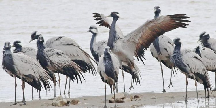 Abana’da “Telli turna” heyecanı