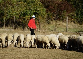 Parayı köyünde buldu