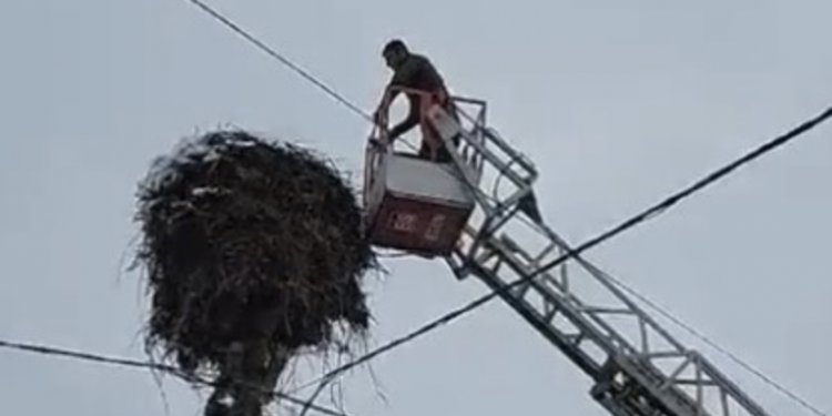 Kara yakalanan leylekleri itfaiye ekipleri besledi