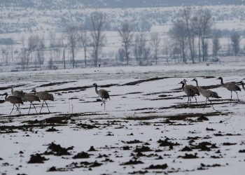 Turnaların göçüne kar engeli
