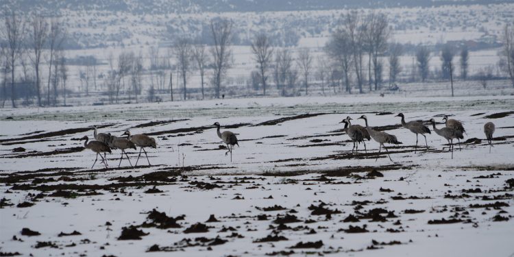 Turnaların göçüne kar engeli