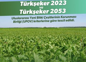 Yerli şeker pancarı tohumuna tescil