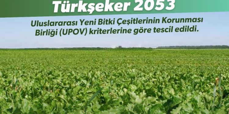 Yerli şeker pancarı tohumuna tescil