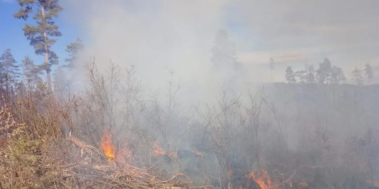 Ormanlık alanda çıkan yangın söndürüldü