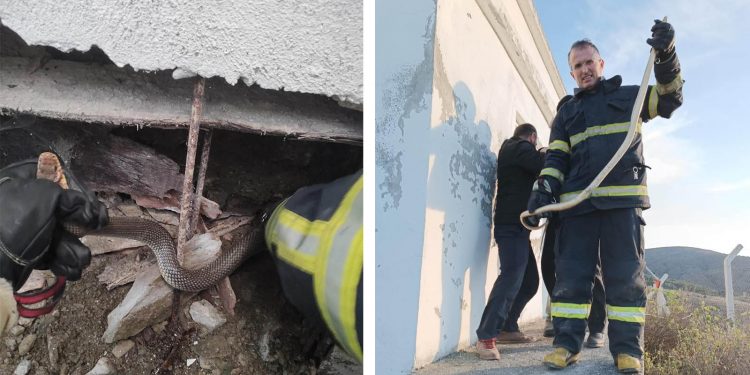 Depoya giren yılanı itfaiye ekipleri yakaladı