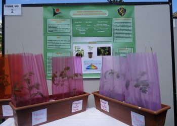 Naylonun rengi serada verimi artırıyor