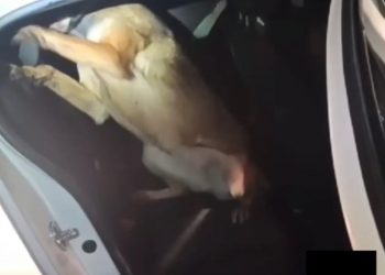 Narkotik köpeği “Ceku” buldu, 3 şahıs tutuklandı