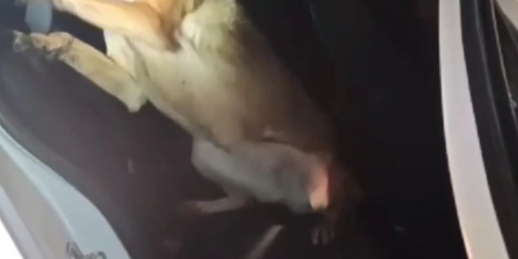 Narkotik köpeği “Ceku” buldu, 3 şahıs tutuklandı