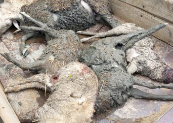 Köye inen kurt 20 koyunu telef etti