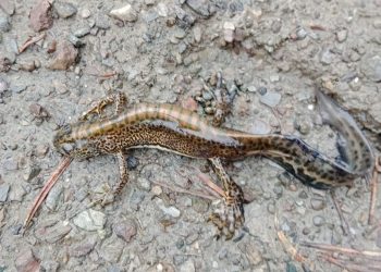 Ilgaz Dağı Milli Parkı’nda Anadolu semenderi görüntülendi