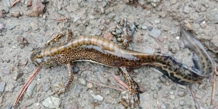 Ilgaz Dağı Milli Parkı’nda Anadolu semenderi görüntülendi