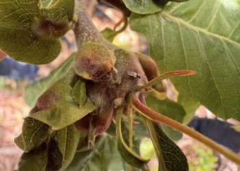 Kestanede verimi düşüren gal arılarına karşı biyolojik mücadele
