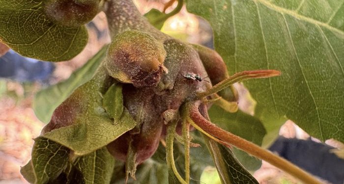 Kestanede verimi düşüren gal arılarına karşı biyolojik mücadele