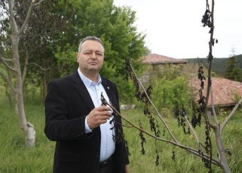 Soğuk hava ceviz ağaçlarını vurdu