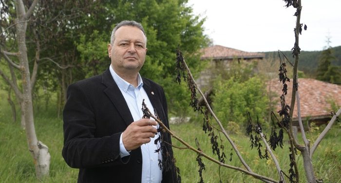 Soğuk hava ceviz ağaçlarını vurdu