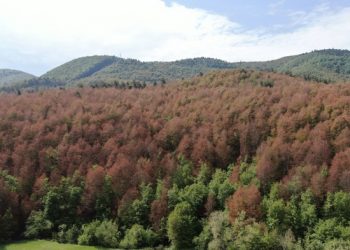 Küre Dağları’nda “erken sonbahar” alarmı!