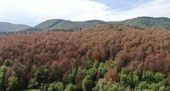 Küre Dağları’nda “erken sonbahar” alarmı!