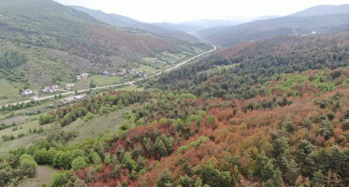 Küre Dağları’nda “erken sonbahar” alarmı!