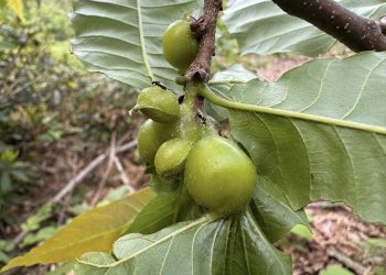 Kestane balına gal arısı darbesi