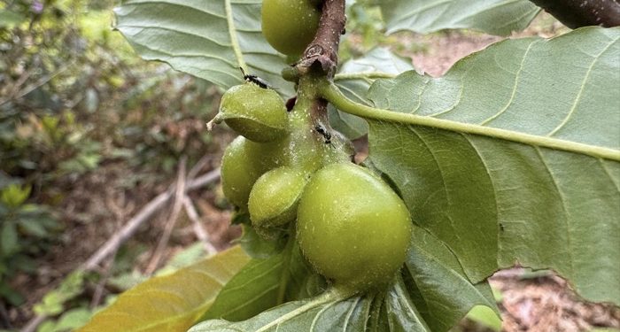 Kestane balına gal arısı darbesi