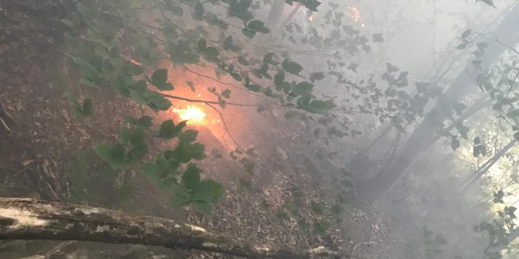 Yıldırım orman yakıyordu