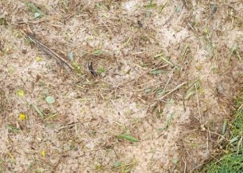 Dolu, Çit köyünde sarımsak tarlalarına zarar verdi