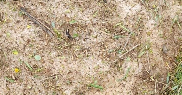 Dolu, Çit köyünde sarımsak tarlalarına zarar verdi