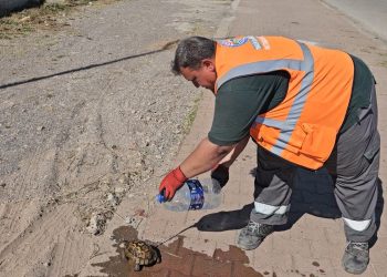 Çöp konteynırına atılan kaplumbağaları temizlik görevlisi kurtardı