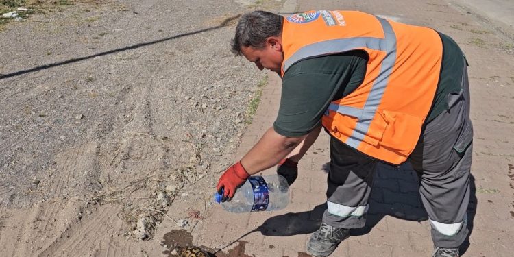 Çöp konteynırına atılan kaplumbağaları temizlik görevlisi kurtardı