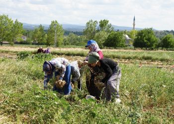 Taşköprü sarımsağınıda hasat başladı