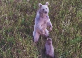 Anne ayı drona karşı!