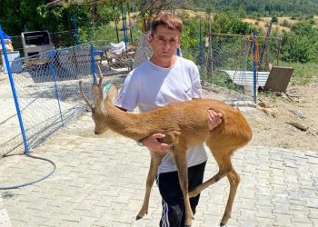 Kurtların elinden kurtardı