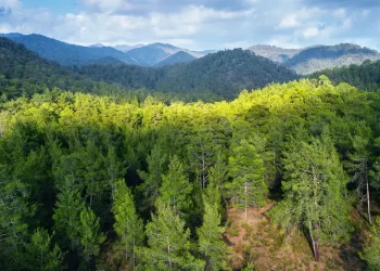 8 ilde bazı alanlar orman sınırı dışına çıkarıldı