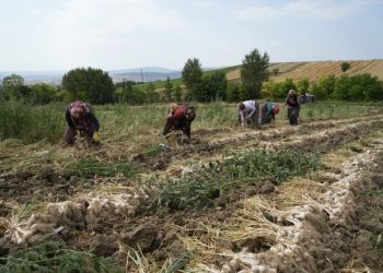 Taşköprü sarımsağında hasat devam ediyor