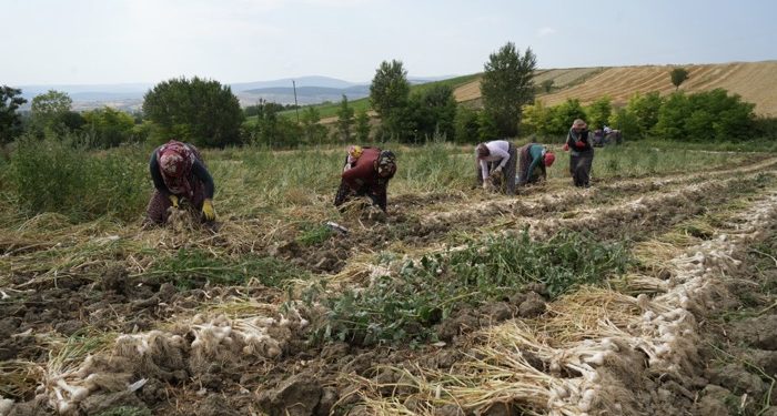 Taşköprü sarımsağında hasat devam ediyor