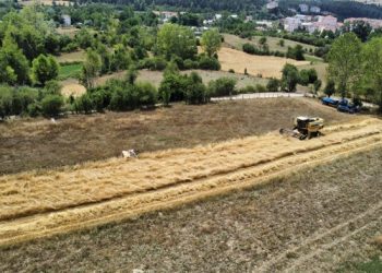 Buğdayın atası ‘siyez’de hasat dönemi başladı
