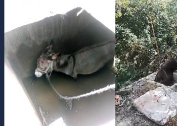 Su deposuna düşen eşeği köylüler kurtardı