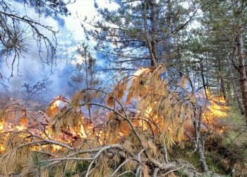 Orman yangını büyümeden söndürüldü