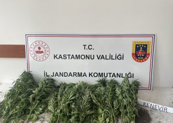 132 kök kenevir ele geçirildi: 1 gözaltı