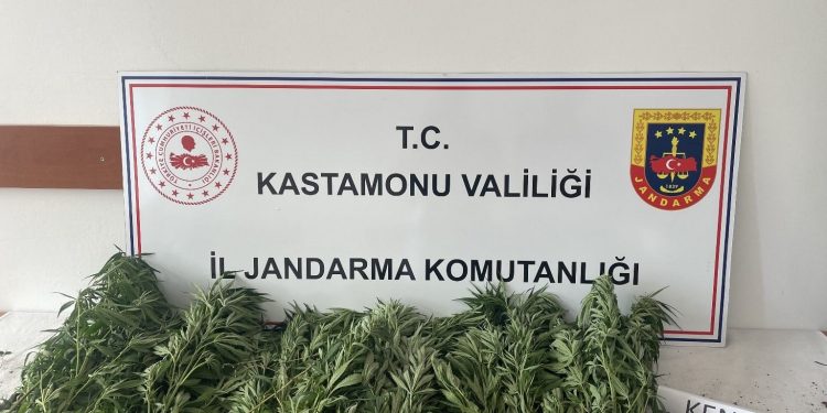 132 kök kenevir ele geçirildi: 1 gözaltı