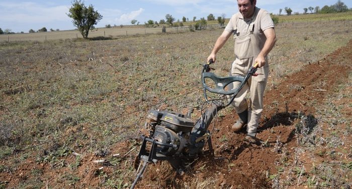 Deneme amaçlı böğürtlen dikti, şimdi siparişlere yetişemiyor