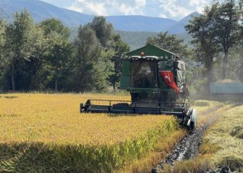 Hanönü’nde çeltik hasadı başladı