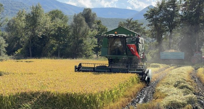 Hanönü’nde çeltik hasadı başladı