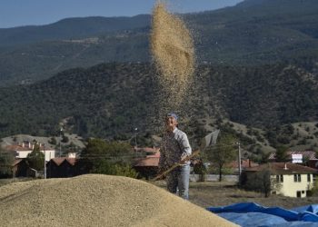 Coğrafi işaretli Tosya pirincinin hasadı başladı